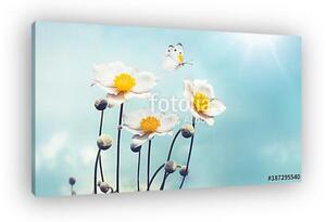 Beautiful white Japanese anemones and flying butterfly on a blue (vászonkép)