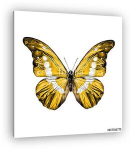 Yellow butterfly with white spots on the wings of the symmetric (vászonkép)