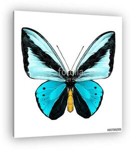Butterfly symmetric top view of light blue and blue colors, sket (vászonkép)