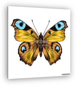 Butterfly with open wings top view, the symmetrical drawing, gra (vászonkép)