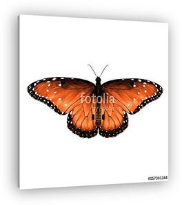 Butterfly are symmetrical and the top is red with spots , sketch (vászonkép)