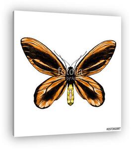 Orange butterfly with a black pattern on the wings of the symmet (vászonkép)