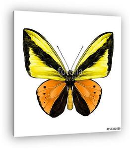 Butterfly symmetric top view of orange and yellow flowers, sketc (vászonkép)