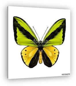 Butterfly symmetric top view of green and yellow colors, sketch (vászonkép)