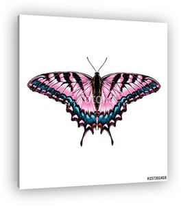 Pink butterfly with blue pattern on the wings of the symmetric t (vászonkép)