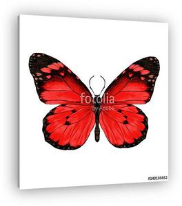 Butterfly with open wings top view, the symmetrical drawing, gra (vászonkép)
