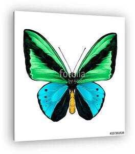 Butterfly symmetric top view green and blue colors, sketch vecto (vászonkép)