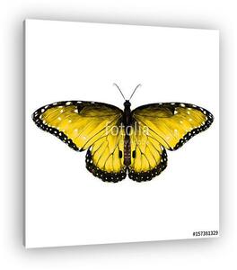 Butterfly symmetric top view yellow with spots , sketch vector g (vászonkép)