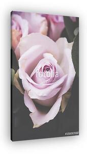 Fresh pink roses macro shot, summer flowers, vintage style (vászonkép)