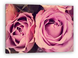 Fresh pink roses macro shot, summer flowers, vintage style (vászonkép)