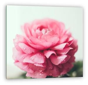 Pink buttercup flower (vászonkép)