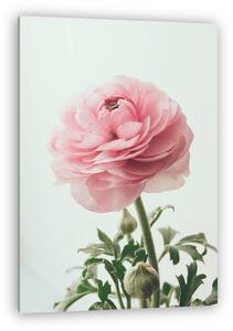 Pastel pink buttercup (vászonkép)