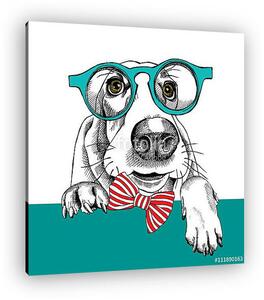 The image dog Basset Hound portrait in the glasses and with bow. (vászonkép)
