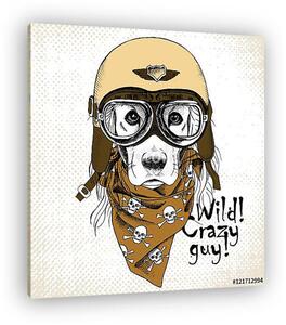 Portrait of a dog wearing the retro motorcyclist helmet and neck (vászonkép)