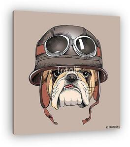 Bulldog portrait in a retro helmet of Racer. Vector illustration (vászonkép)
