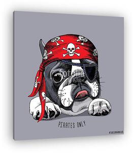 French Bulldog portrait in a pirate bandana. Vector illustration (vászonkép)