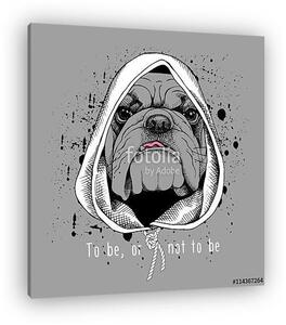 The poster with the image of the dog Bulldog in the hood. Vector (vászonkép)