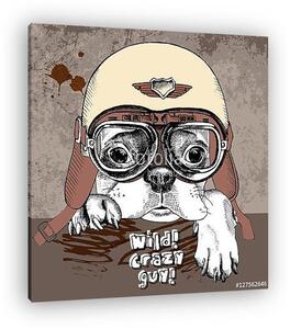 Poster with portrait of a French bulldog in retro motorcycle hel (vászonkép)