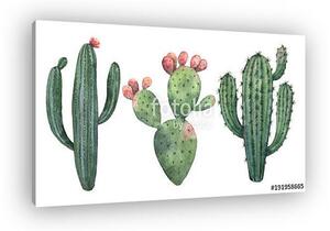 Watercolor vector set of cacti and succulent plants isolated on (vászonkép)