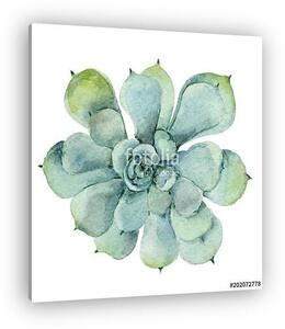 Succulent in watercolor (vászonkép)