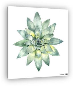 Succulent in watercolor (vászonkép)