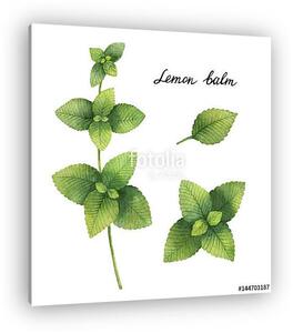 Hand drawn watercolor botanical illustration of Lemon balm. (vászonkép)