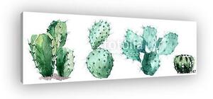 Watercolor set of cactus isolated illustration on a white backg (vászonkép)