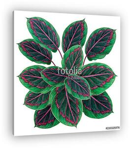 Watercolor painting green,red leaves,palm leaf isolated on white (vászonkép)