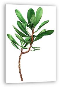 Watercolor painting green leave isolated on white background. Wa (vászonkép)