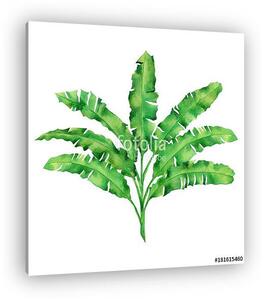 Watercolor painting green leaves isolated on white background.Wa (vászonkép)