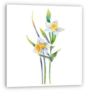 Narcissus flower watercolor illustration isolated on white backg (vászonkép)
