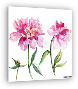Watercolor peony flower, bud hand drawn illustration isolated on (vászonkép)