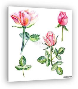 Rose flower, petals, bud watercolor hand drawn botanical illustr (vászonkép)
