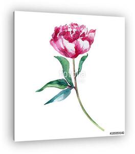 Watercolor pink peony flower, hand drawn paint decorative illust (vászonkép)