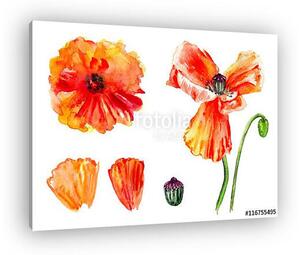 Watercolor red poppy, wild flower isolated on white background, (vászonkép)