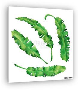 Watercolor painting green leaves isolated on white background.Wa (vászonkép)