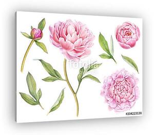 Hand painted floral elements collection. Watercolor botanical il (vászonkép)