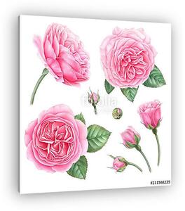 Hand painted botanical illustration of pink roses, buds and leav (vászonkép)