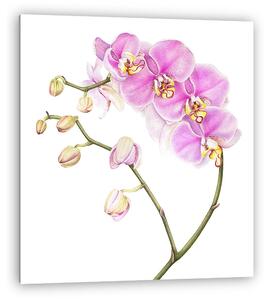 Pink watercolor phalaenopsis orchid isolated on white background (vászonkép)