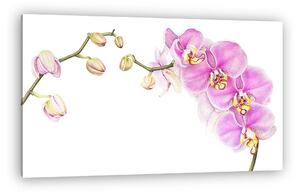 Pink watercolor phalaenopsis orchid branch isolated on white bac (vászonkép)