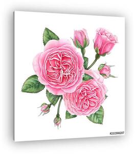 Floral composition of pink english roses, buds and leaves isolat (vászonkép)