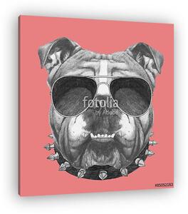 Hand drawn portrait of English Bulldog with collar and sunglasse (vászonkép)
