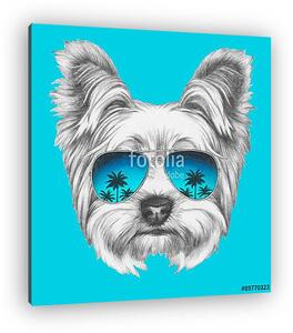Portrait of Yorkshire Terrier Dog with mirror sunglasses. Hand d (vászonkép)