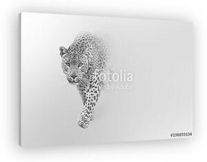 Leopard walking out of the shadow into the light digital wildlife art white edition (vászonkép)