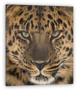 Far Eastern leopard (vászonkép)