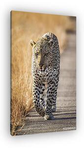 Leopard in Kruger National park, South Africa (vászonkép)