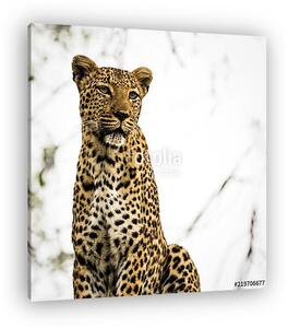 Portrait of Leopard in a Tree, in South Africa (vászonkép)