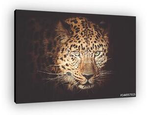 Leopard (vászonkép)