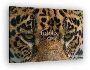 Jaguar head portrait (vászonkép)