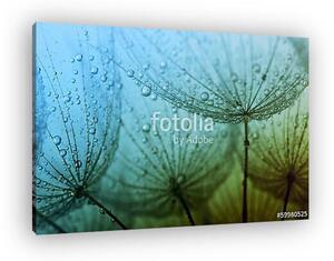 Seeds with drops (vászonkép)